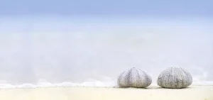 Sea Urchins on a beach